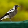 Fletnak australsky - Gymnorhina tibicen - Australian Magpie o9409